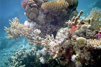 diving israel