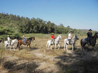 horse riding israel