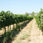wine tour israel