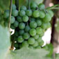 wine tour israel