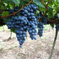 wine tour israel