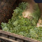 wine tour israel