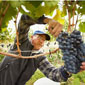 wine tour israel