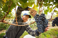 wine tours israel